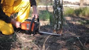 Best Tree Risk Assessment  in El Rancho, NM