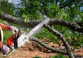 Reliable El Rancho, NM Tree Care  Solutions