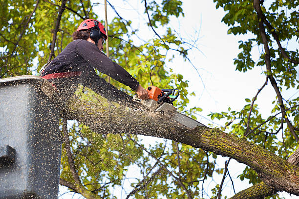 How Our Tree Care Process Works  in  El Rancho, NM